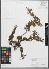 Foto von Salix retusa L.